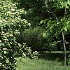 Cornus alternifolia, habit
