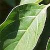 Cornus alternifolia, leaves