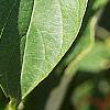 Cornus alternifolia, leaves