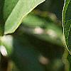 Cornus alternifolia, leaves