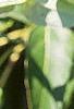 Cornus alternifolia, leaves