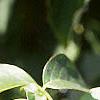 Cornus alternifolia, leaves