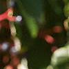 Cornus alternifolia, leaves