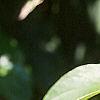 Cornus alternifolia, leaves