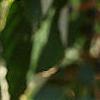 Cornus alternifolia, leaves