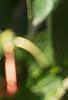 Cornus alternifolia, leaves