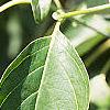 Cornus alternifolia, leaves
