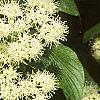 Cornus alternifolia, flowers