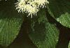 Cornus alternifolia, flowers