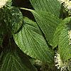 Cornus alternifolia, flowers