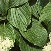 Cornus alternifolia, flowers