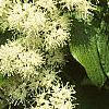 Cornus alternifolia, flowers