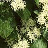 Cornus alternifolia, flowers