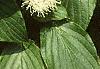 Cornus alternifolia, flowers