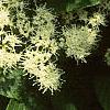 Cornus alternifolia, flowers
