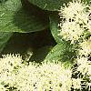 Cornus alternifolia, flowers