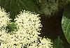 Cornus alternifolia, flowers