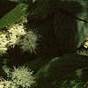 Cornus alternifolia, flowers