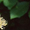 Cornus alternifolia, flowers