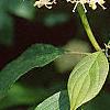 Cornus alternifolia, flowers