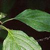 Cornus alternifolia, flowers
