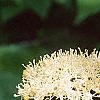 Cornus alternifolia, flowers