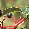 Cornus alternifolia, fruit