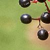 Cornus alternifolia, fruit