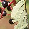 Cornus alternifolia, fruit