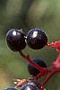 Cornus alternifolia, fruit