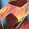 Cornus alternifolia, fall color