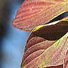 Cornus alternifolia, fall color