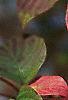 Cornus alternifolia, fall color