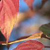 Cornus alternifolia, fall color