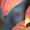 Cornus alternifolia, fall color