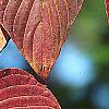 Cornus alternifolia, fall color