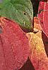 Cornus alternifolia, fall color