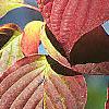 Cornus alternifolia, fall color