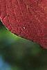 Cornus alternifolia, fall color