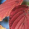 Cornus alternifolia, fall color