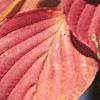 Cornus alternifolia, fall color