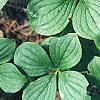 Cornus canadensis, habit