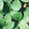Cornus canadensis, habit