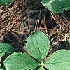 Cornus canadensis, habit