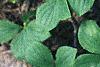 Cornus canadensis, habit