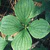 Cornus canadensis, habit