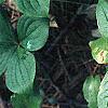 Cornus canadensis, habit