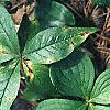 Cornus canadensis, habit