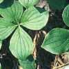 Cornus canadensis, habit