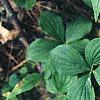 Cornus canadensis, habit